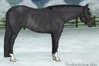 Horse Color:Black Rabicano 