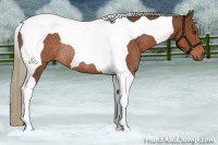 Horse Color:Chestnut Tobiano Rabicano