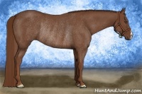 Horse Color:Chestnut Rabicano
