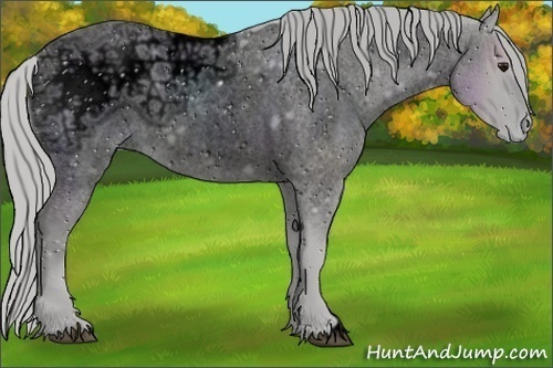 Horse Color:ERROR: UNKNOWN ANOMALY