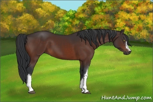 Horse Color:Bay 