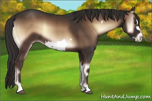 Horse Color:Liver Red Onyx Frame