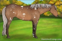 Horse Color:White Spotted Silver Bay 