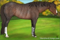 Horse Color:Liver Chestnut Frame Rabicano 