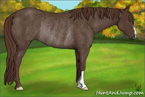 Horse Color:Liver Chestnut Rabicano 