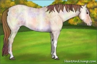 Horse Color:Nacre White Spotted Bay Ice Roan Pearl Onyx Rabicano  and Nacre Bay Ice Pearl Onyx Rabicano 