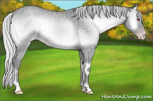 Horse Color:Silver Classic Champagne Chinchilla Onyx 