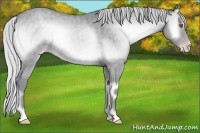 Horse Color:Silver Classic Champagne Chinchilla Onyx