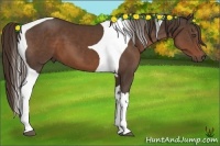 Horse Color:Liver Chestnut Tobiano 