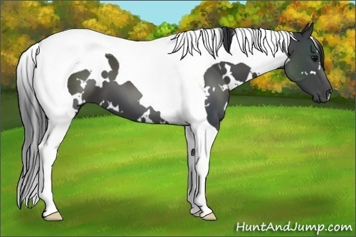 Horse Color:White Spotted Black Tobiano 