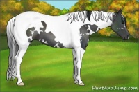 Horse Color:White Spotted Black Tobiano 