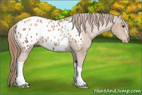 Horse Color:Black Pearl Appaloosa 