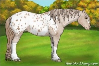 Horse Color:Black Pearl Appaloosa 