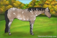 Horse Color:White Spotted Bay Ice Dun
