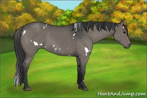 Horse Color:White Spotted Grullo 