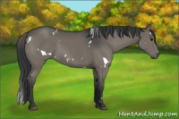 Horse Color:White Spotted Grullo 