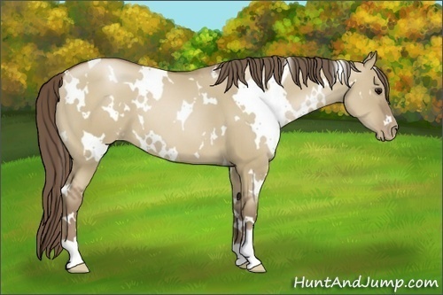 Horse Color:White Spotted Grullo Pearl