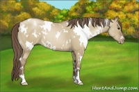 Horse Color:White Spotted Grullo Pearl 