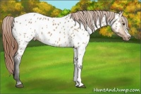 Horse Color:Buckskin Dun Near Leopard 