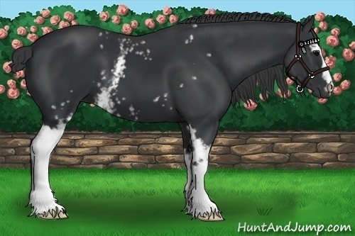 Horse Color:White Spotted Black 