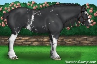 Horse Color:White Spotted Black