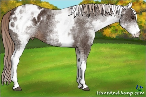 Horse Color:White Spotted Liver Chestnut Sabino Blanket