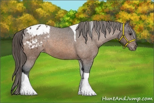 Horse Color:Buckskin Tobiano Blanket 