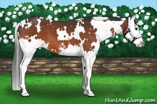 Horse Color:White Spotted Bay Sabino Splash 