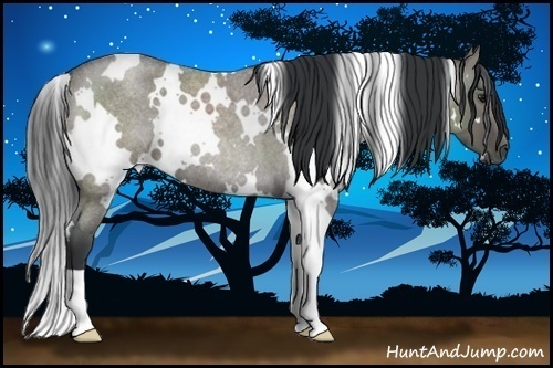 Horse Color:White Spotted Grullo Roan