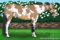 Horse Color:White Spotted Bay Dun Sabino 