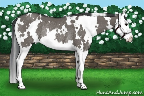 Horse Color:White Spotted Grullo Splash Rabicano 