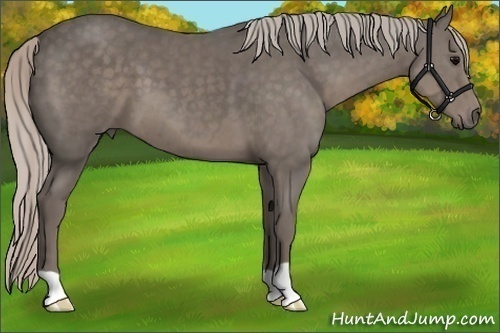 Horse Color:Silver Black 