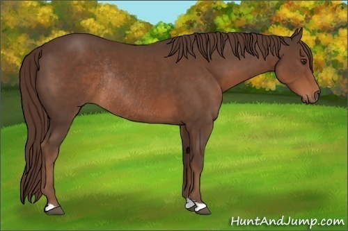 Horse Color:Liver Chestnut Rabicano 