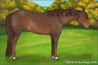 Horse Color:Liver Chestnut Rabicano