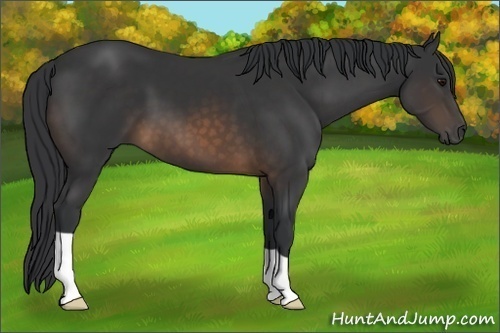 Horse Color:Buckskin 