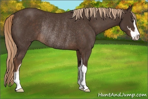 Horse Color:Liver Chestnut Sabino Rabicano 