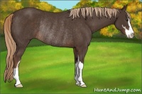 Horse Color:Liver Chestnut Sabino Rabicano 