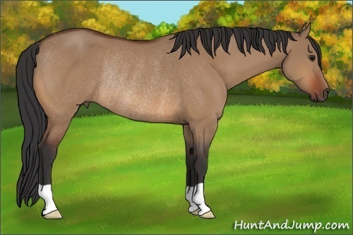 Horse Color:Bay Dun Rabicano 