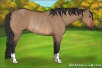 Horse Color:Bay Dun Rabicano 