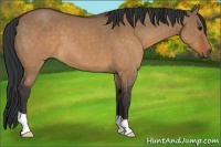 Horse Color:Brown Dun