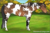 Horse Color:White Spotted Buckskin
