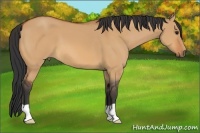 Horse Color:Bay Dun