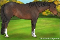Horse Color:Liver Chestnut
