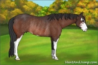 Horse Color:Bay Sabino Rabicano