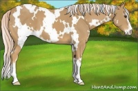 Horse Color:White Spotted Palomino Sabino