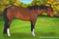 Horse Color:Bay 
