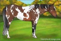 Horse Color:White Spotted Bay 