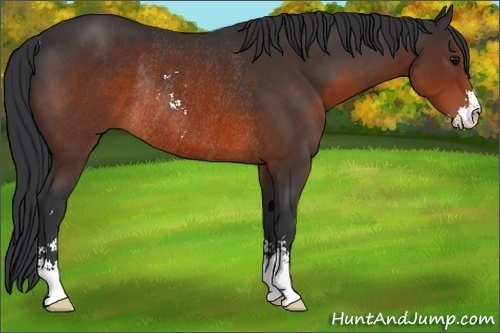 Horse Color:Brown Sabino Rabicano