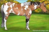Horse Color:White Spotted Bay 