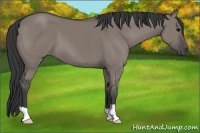 Horse Color:Grullo